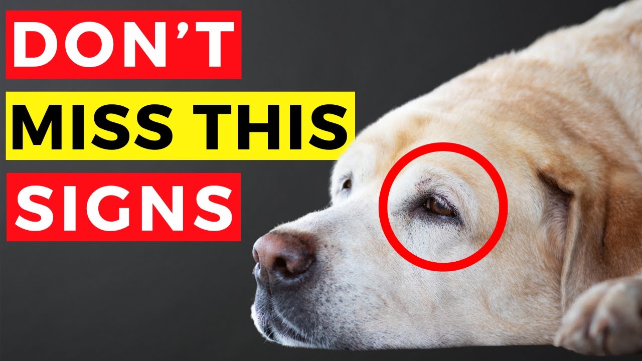 10 Subtle Signs Your Dog Is Unhappy (And How To Fix Them)