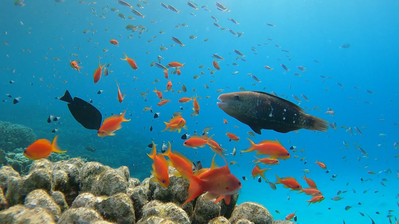 Rafa koralowa AbuDabbab Marsa Alam 25.08.2025