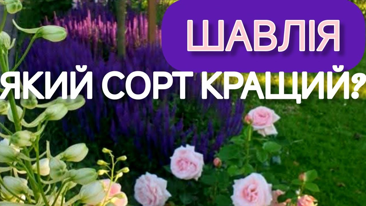 ТОП найкращих сортів шавлії для вашого саду: повний огляд.