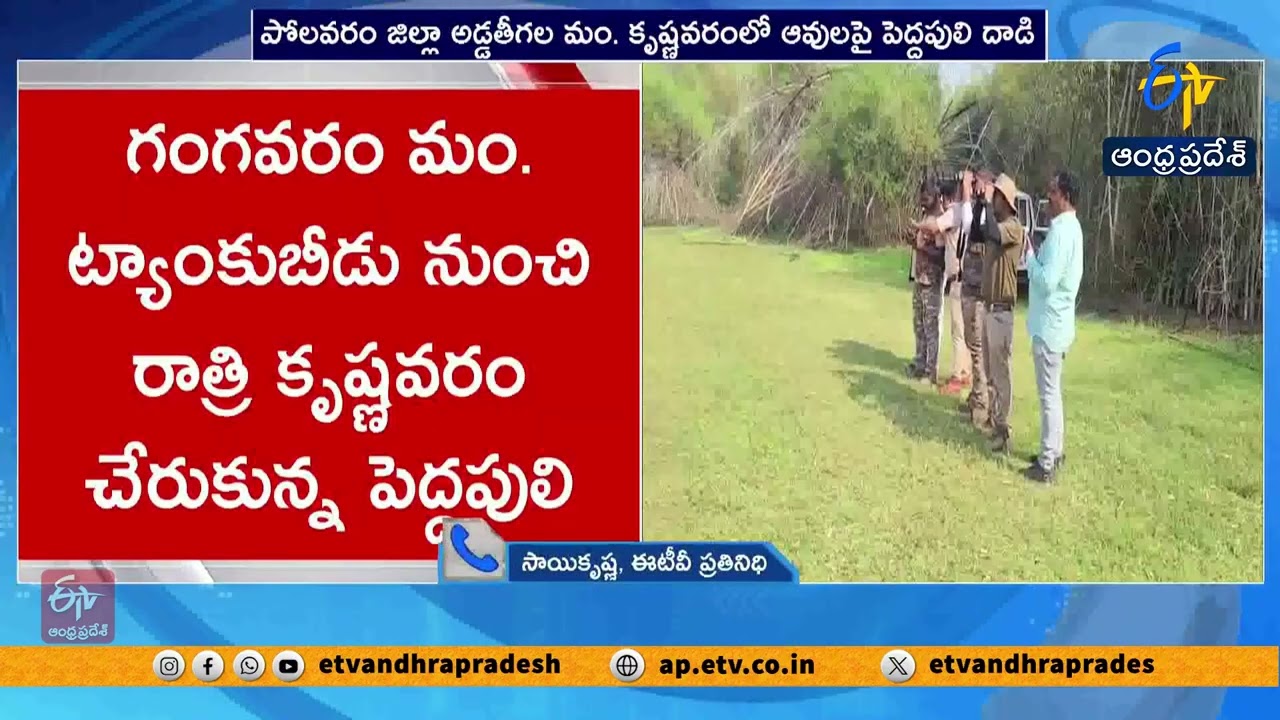Tiger Enters Village in Polavaram Area | Cow & Calf Killed in Krishnavaram
