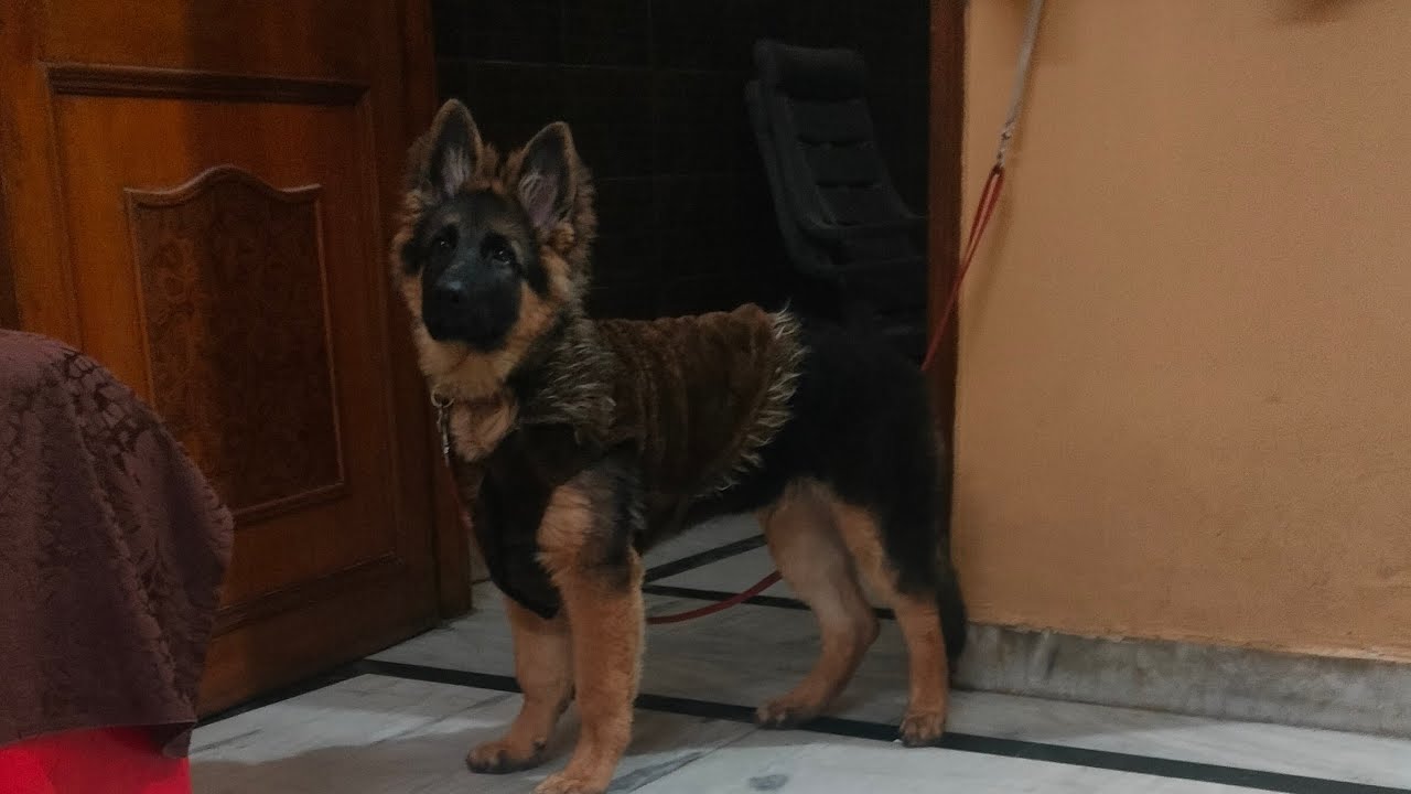 Joy the GSD, Supplements for bone and skin#germanshepherd #gsds #dog #pets #petcareprovider 