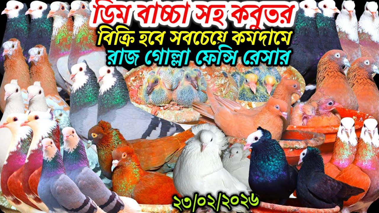 ডিম বাচ্চা সহ কবুতর বিক্রি হবে সবচেয়ে কমদামে রাজ গোল্লা কবুতর ফেন্সি কবুতর রেসার কবুতর দাম জানুন
