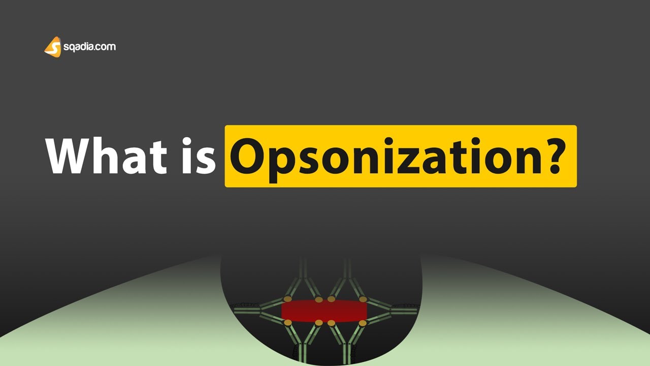 What is Opsonization? | Immunology Made Easy for Students | V-Learning&trade;