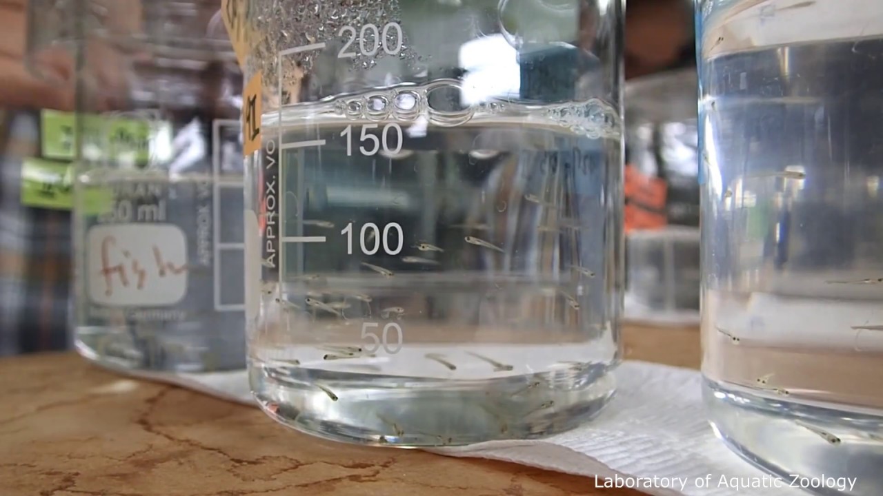 Goldfish larvae and brine shrimps in beakers