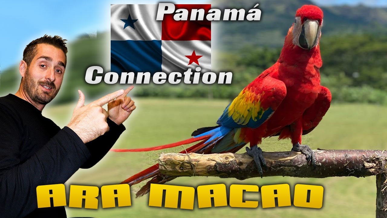 ARA MACAO🦜VUELO LIBRE LOROS💪ADIESTRAMIENTO .(PANAMÁ)