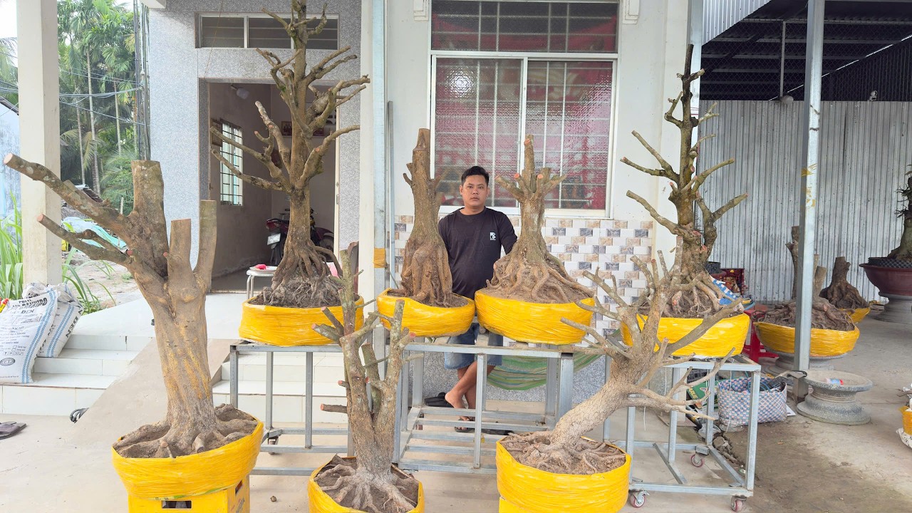PHÔI MAI TỨ QUÝ ngày 25/O2/2O26 (#O377886760 CÓ)- PHÔI MAI VÀNG, CÚC THỌ HƯƠNG, SBSG