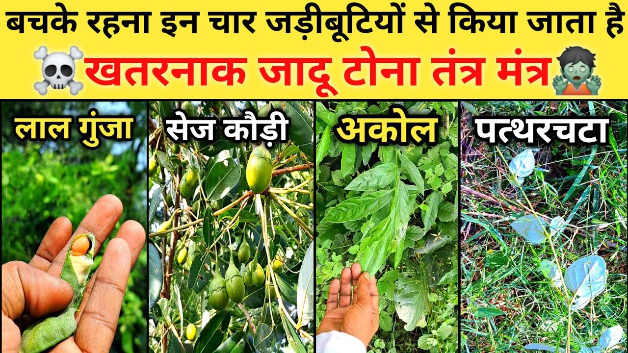 बचके रहना इन चार जड़ी बूटियों से किया जाता है खतरनाक जादू टोना तंत्र मंत्र । Herb Of Witchcraft