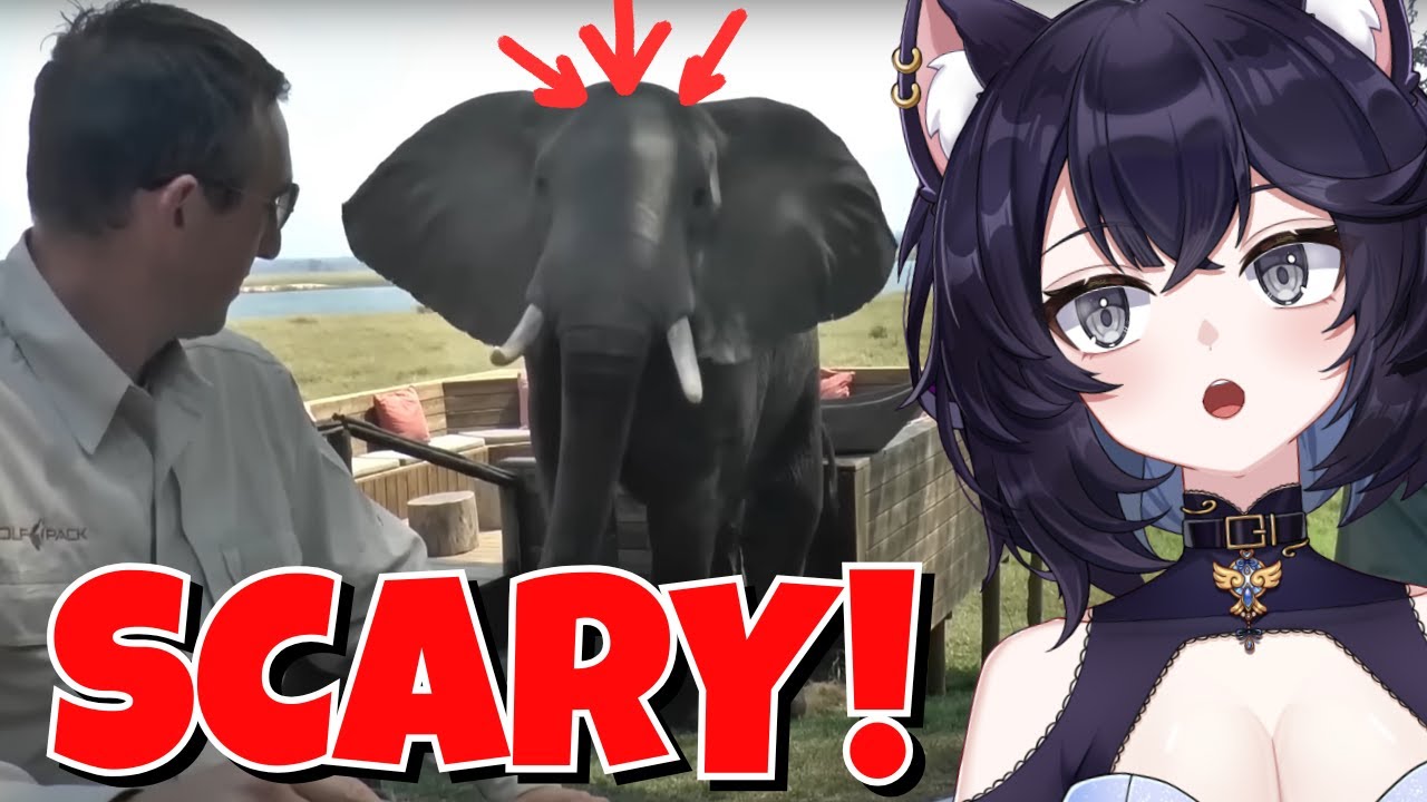 Самые безумные встречи с животными ВСЕХ ВРЕМЁН!!