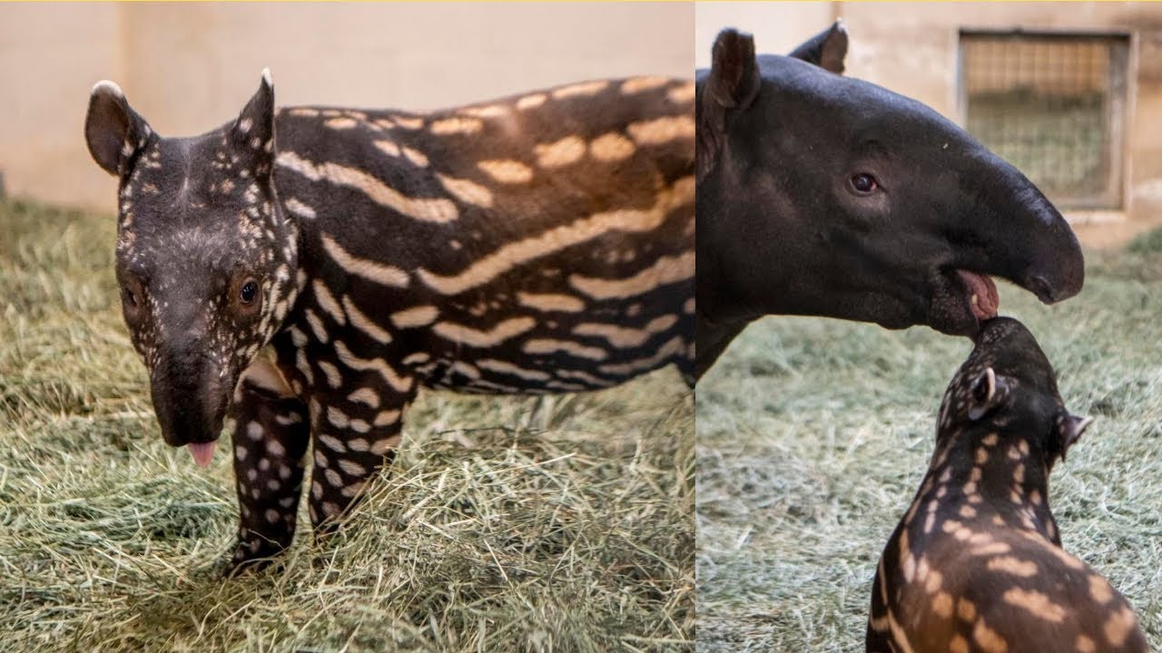 Meet Ume: The Baby Tapir Sparking Hope for Her Endangered Species!