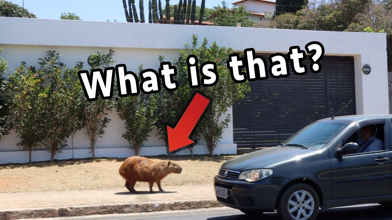 We Found Giant Hamsters on the Streets of Brazil