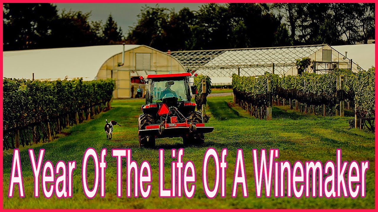 A Year Of The Life Of A Vineyard & Winemaker In New Jersey