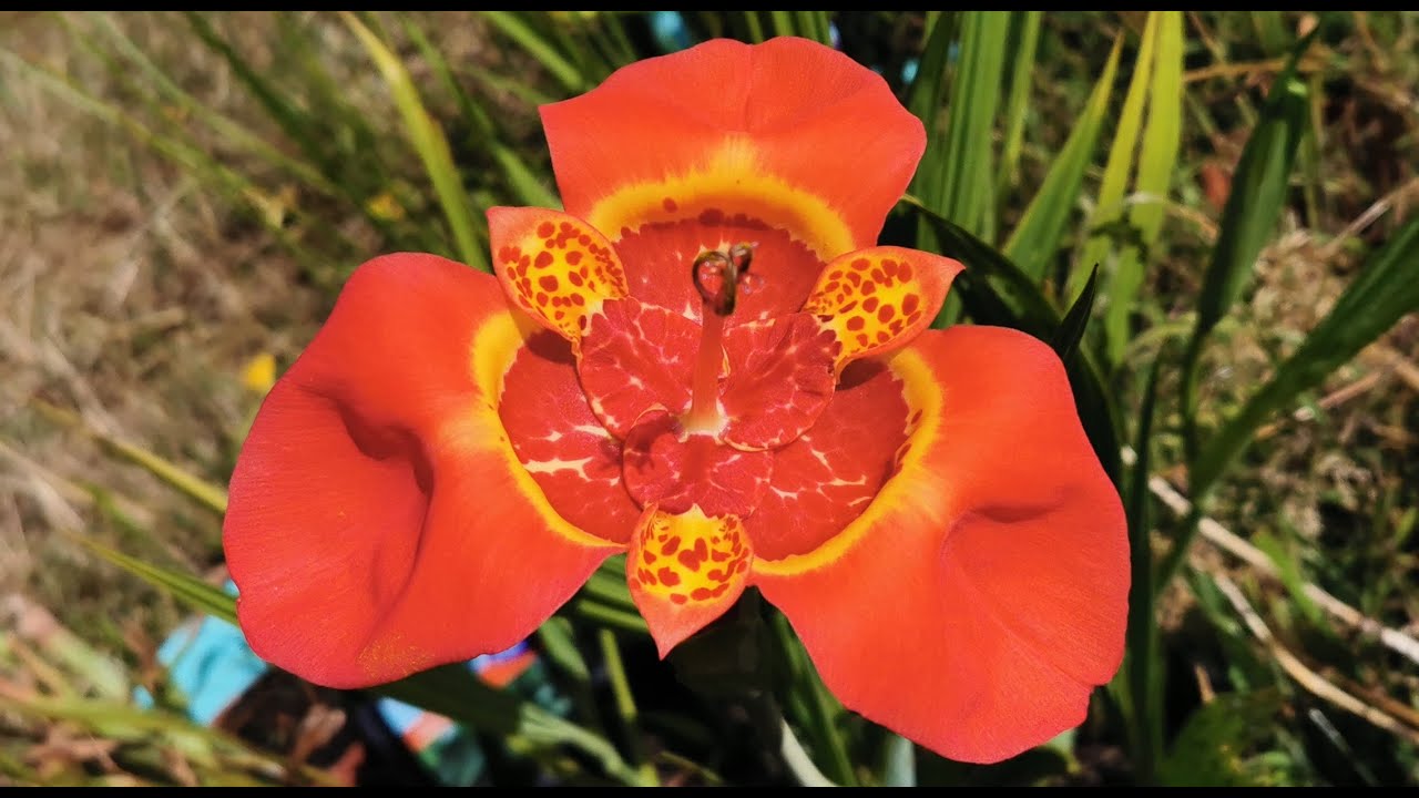 Tigridia pavonia var. speciosa, the tiger flower: one of the strangest and most bizarre flowers