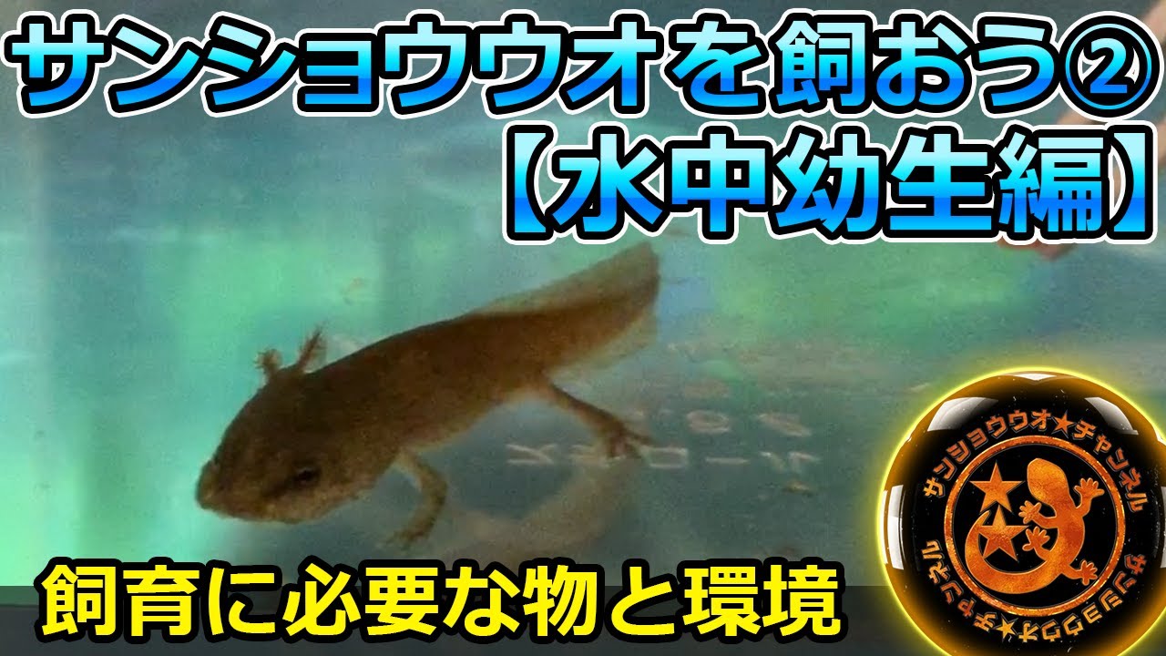 サンショウウオを飼おう②【水中・幼生期編】