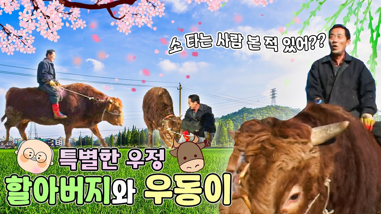 할아버지와 소 우동이의 특별한 우정 [KBS대/세/남 With Animals] / KBS 방송