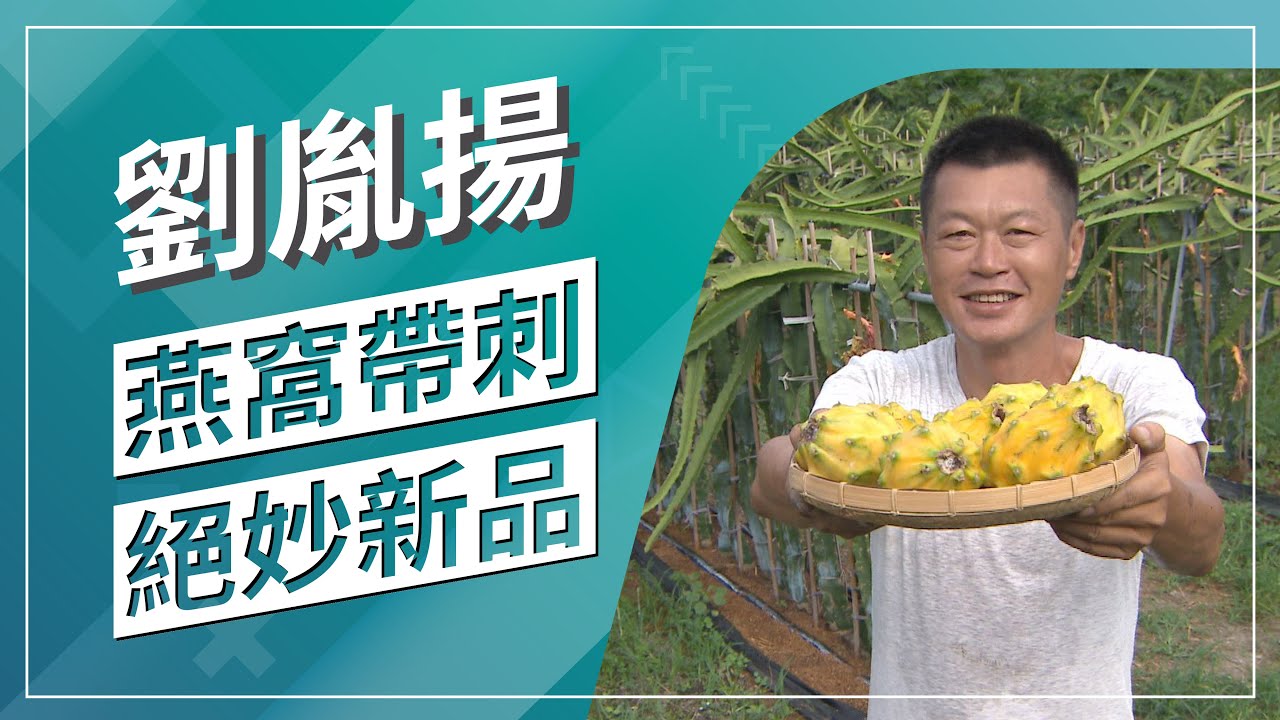 草地狀元-帶刺燕窩 新品推手(2019.10.28播出)