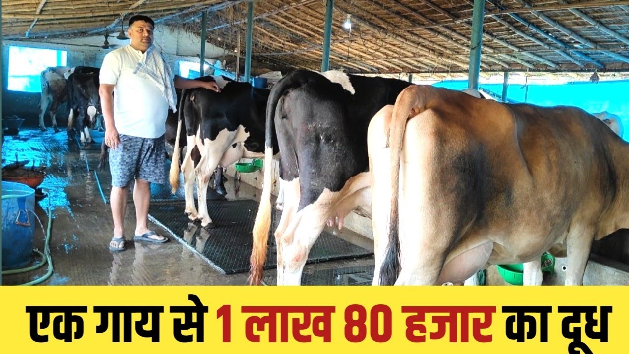 अपने परिवार के साथ रहकर 12 गाय वाला Dairy Farm चलाता हूँ | Dairy Farming In Bihar