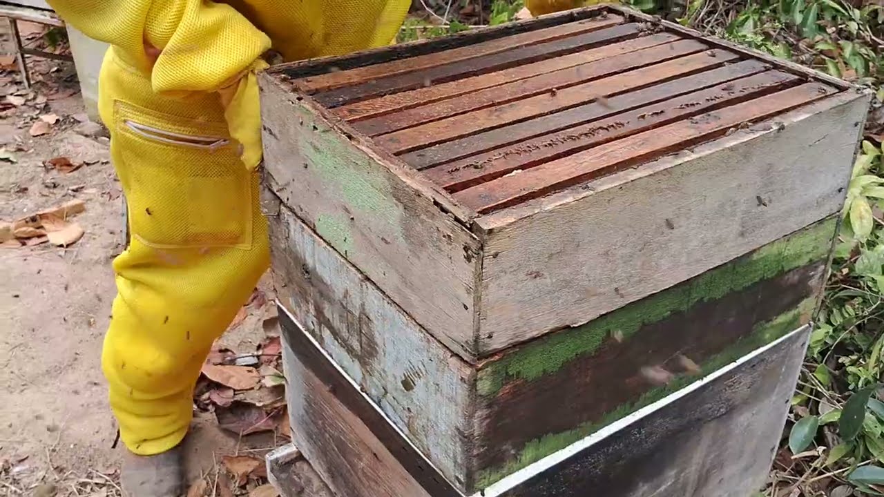 como a tela excluidora influencia na colheita do mel