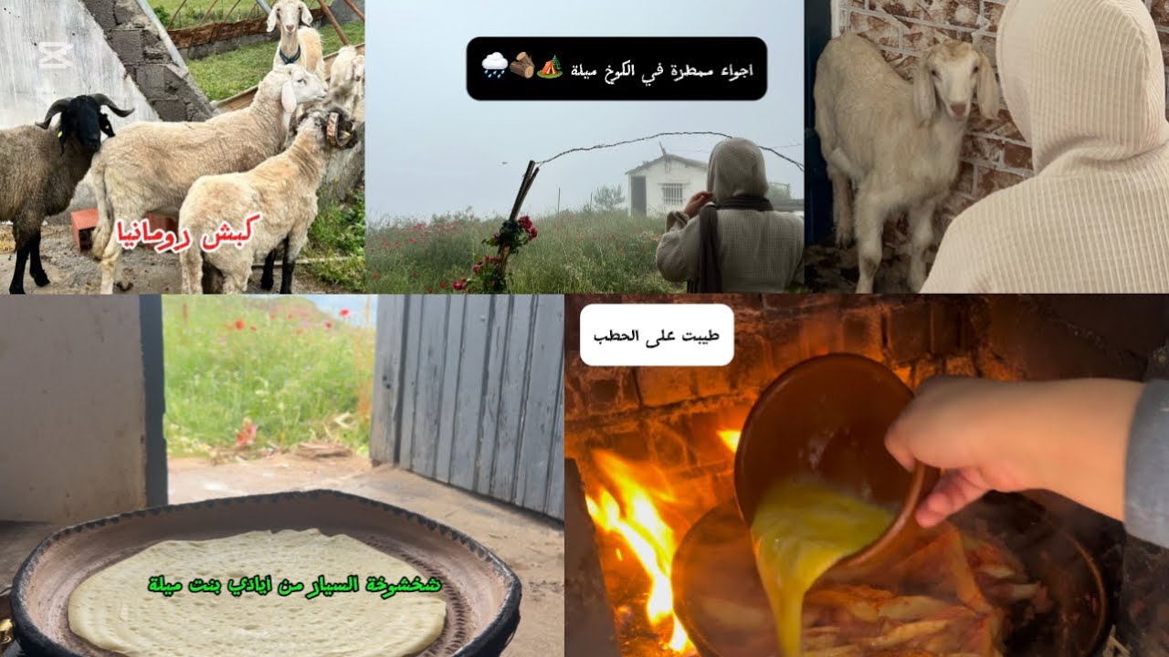 تحضيرات عيد الاضحى في الريف مع اجواء ممطرة🌧️كبش رومانيا🐏شخشوخة🤭مقروض جزائري