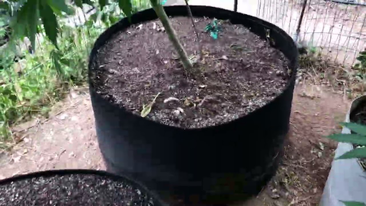 Outdoor grow with Elev8 seeds