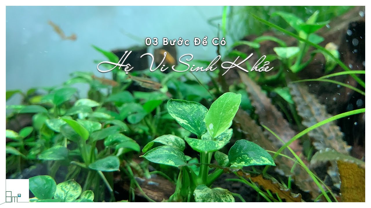 Bật Mí 03 Bước để có Hệ Vi Sinh Khỏe Cho Hồ Trong Vắt, Cá Tép Cây Thủy Sinh Khỏe Mạnh | 8m2