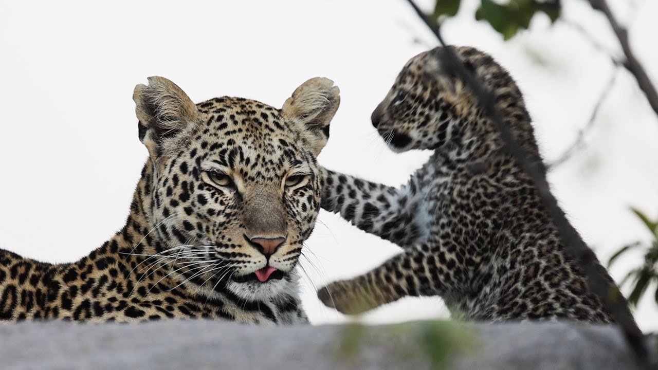 A morning with young LEOPARD cubs and LION cubs