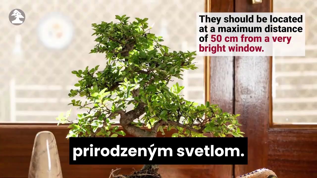 Mistral Bonsai - Z&aacute;kladn&aacute; starostlivosť o v&aacute;&scaron; bonsaj v interi&eacute;ri