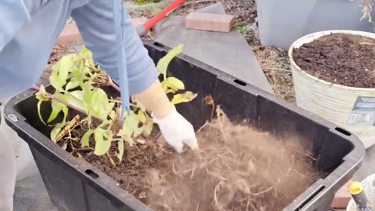 Ăn sang rau muống xào tỏi, đem cây ớt vô nhà, đào củ thược dược và cách không dính mùi tỏi,hành.