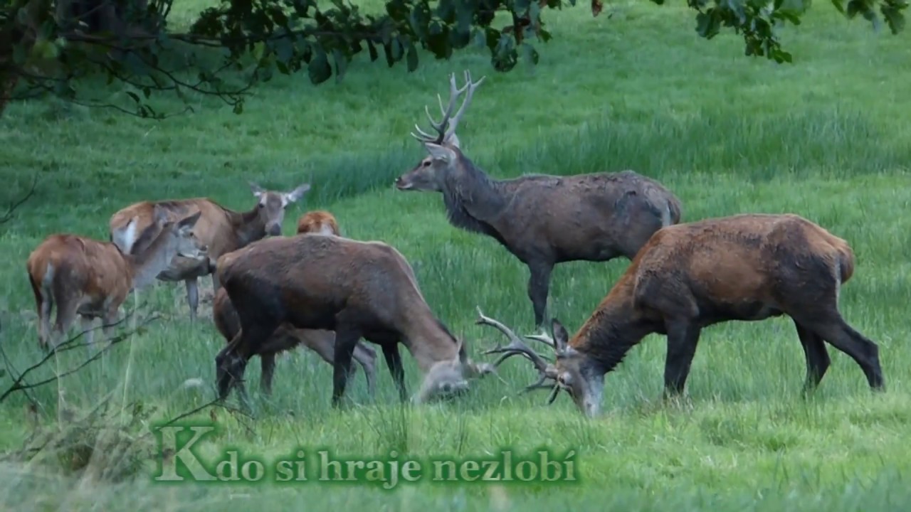 Česká příroda v říji