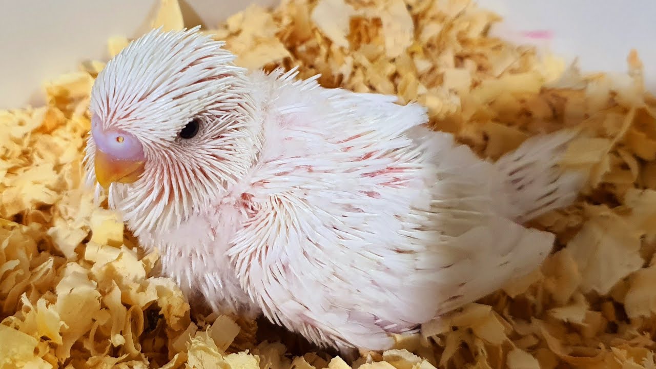 17 FILHOTES DE PERIQUITO INGLÊS NO MÊS - 1 CINTILANTE DUPLO FATOR 4k