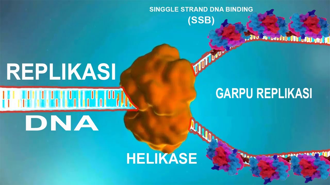 PROSES REPLIKASI DNA