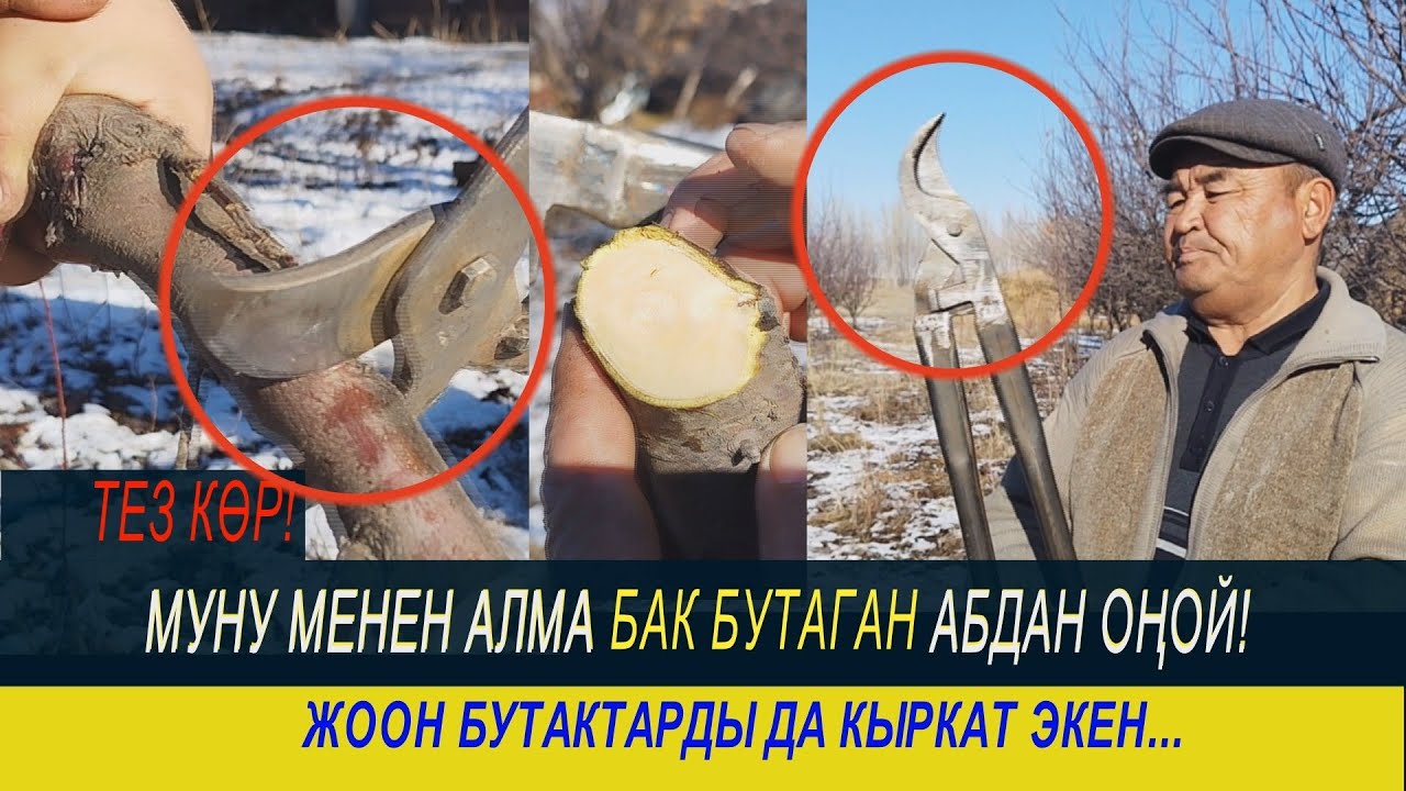 БУЛ ШАЙМАН МЕНЕН АЛМА БУТОО АБДАН ЖЕҢИЛ! ТАЛАС ОБЛУСУНДАГЫ БАГБАН ЖАСАП КӨРДҮ.