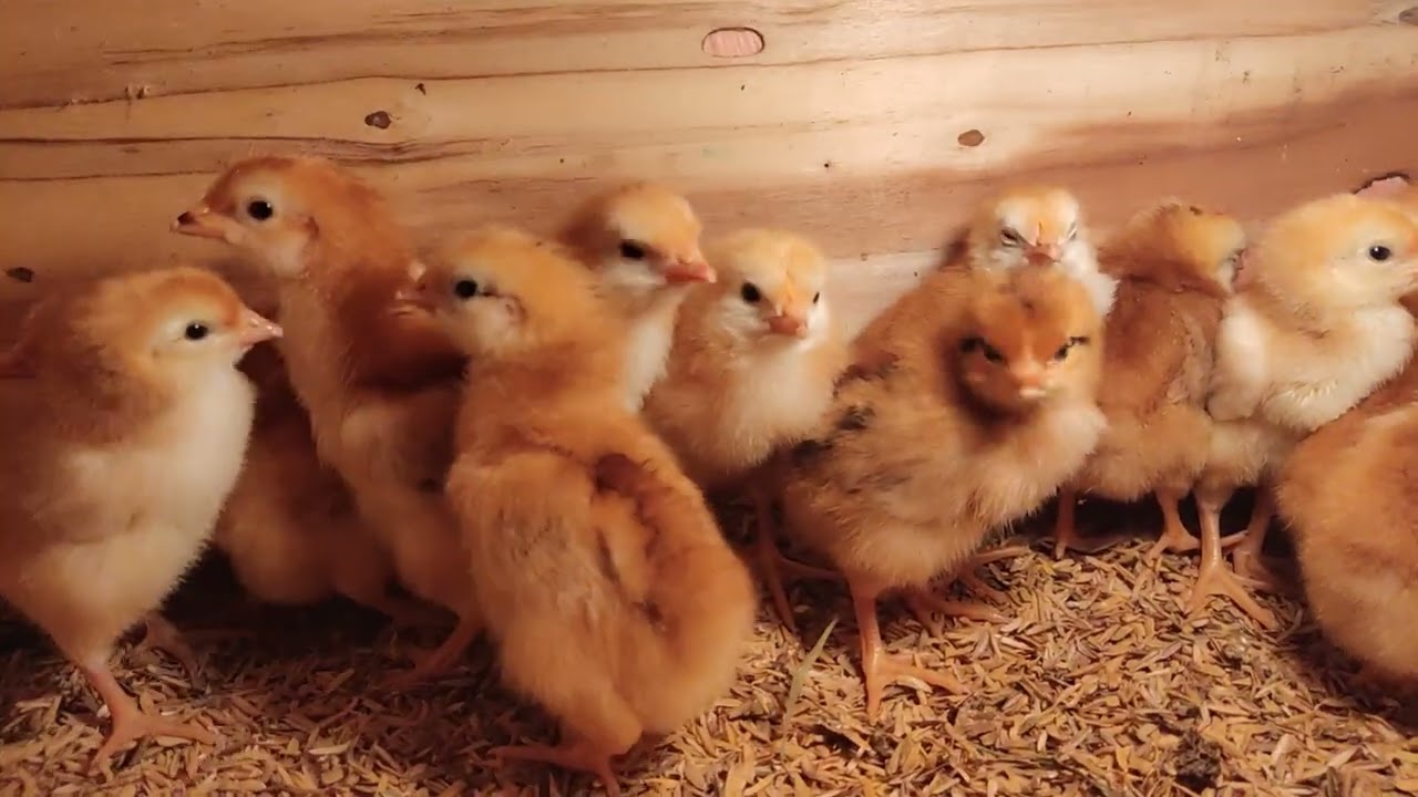 #RIRchicks ,#day0ld #Pure