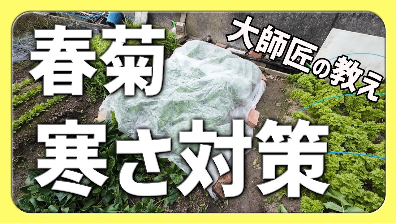 春菊の寒さ対策｜不織布ベタがけは効果ある？【2025.12.29】