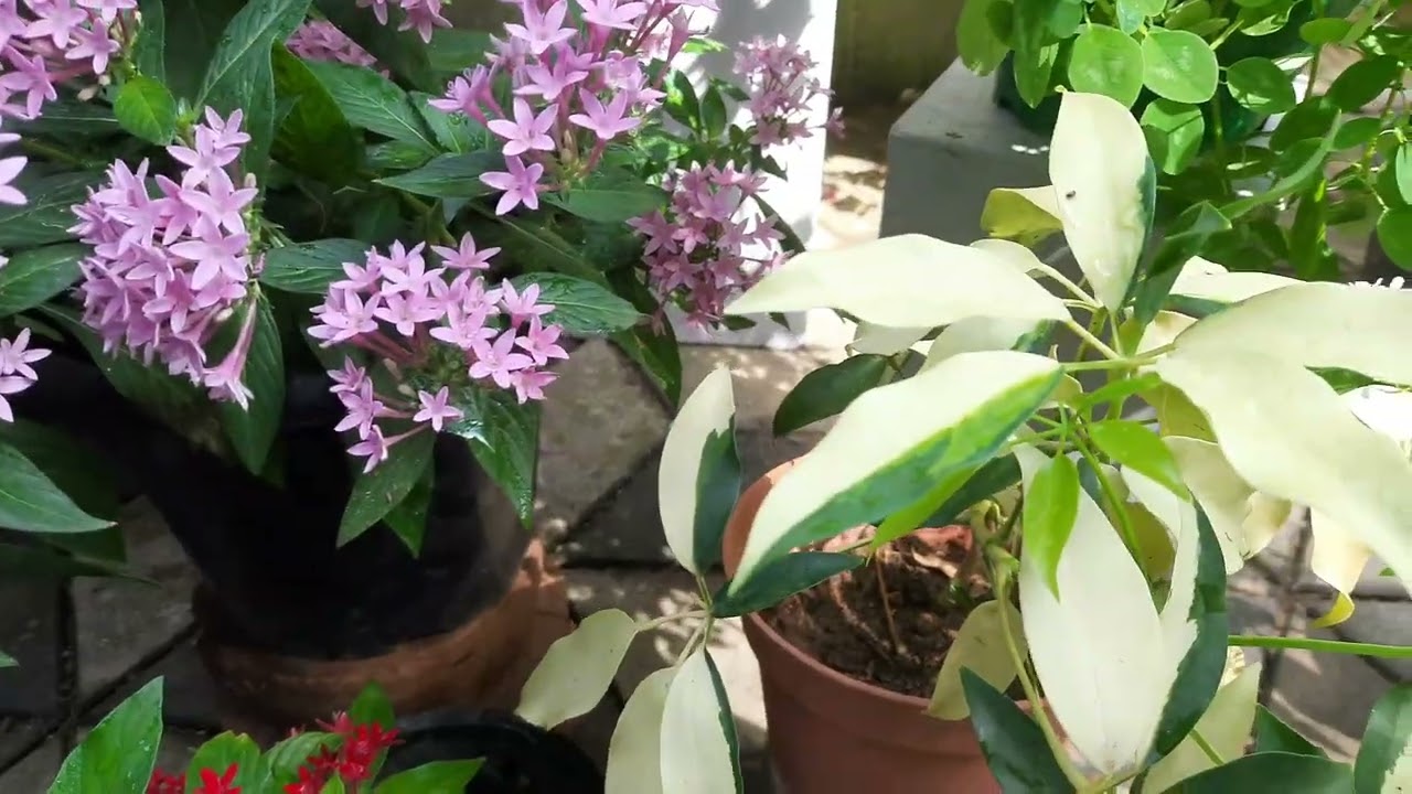 ලස්සන දවසක මල් වලින්  කල ලස්සන වැඩක්..Garden arrangement with flower pots .