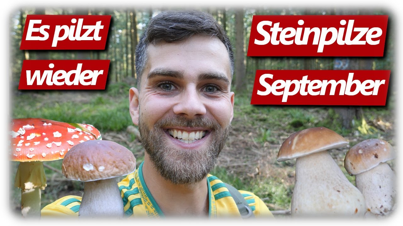 Pilze ohne Ende | Beste Steinpilze madenfrei sammeln, endlich Pilzglück im September