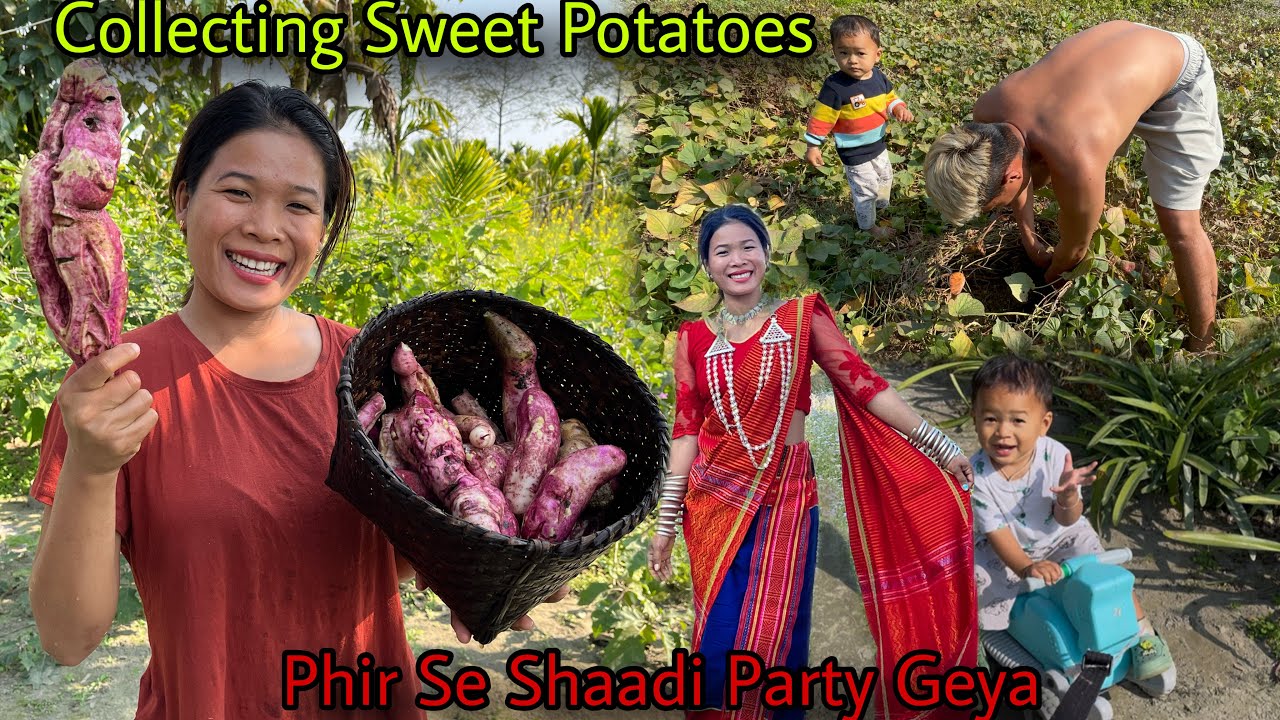 Collecting Sweet Potatoes 🍠With My Happy Family🥰|| Phir Se Shaadi Party Khaya 