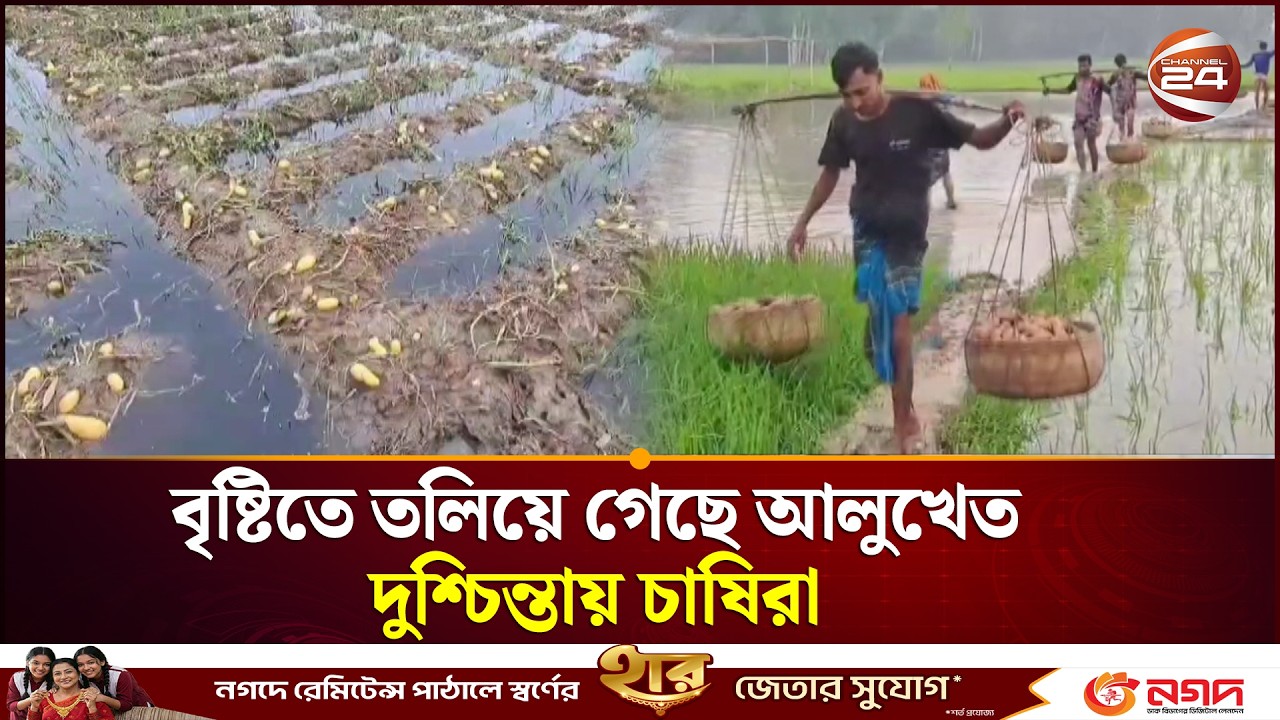 গাইবান্ধায় বৃষ্টিতে তলিয়ে গেছে আলুখেত, দুশ্চিন্তায় চাষিরা | Gaibandha | Channel 24