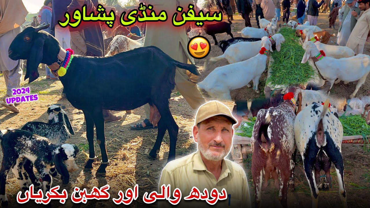 Dairy Goats New Updates 2024 | Saifan Bakra Mandi Peshawar | Khyber Social Tv
