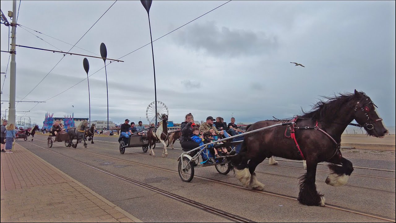 Horse & Carts Takeover Blackpool Prom 🐴🐴🐴