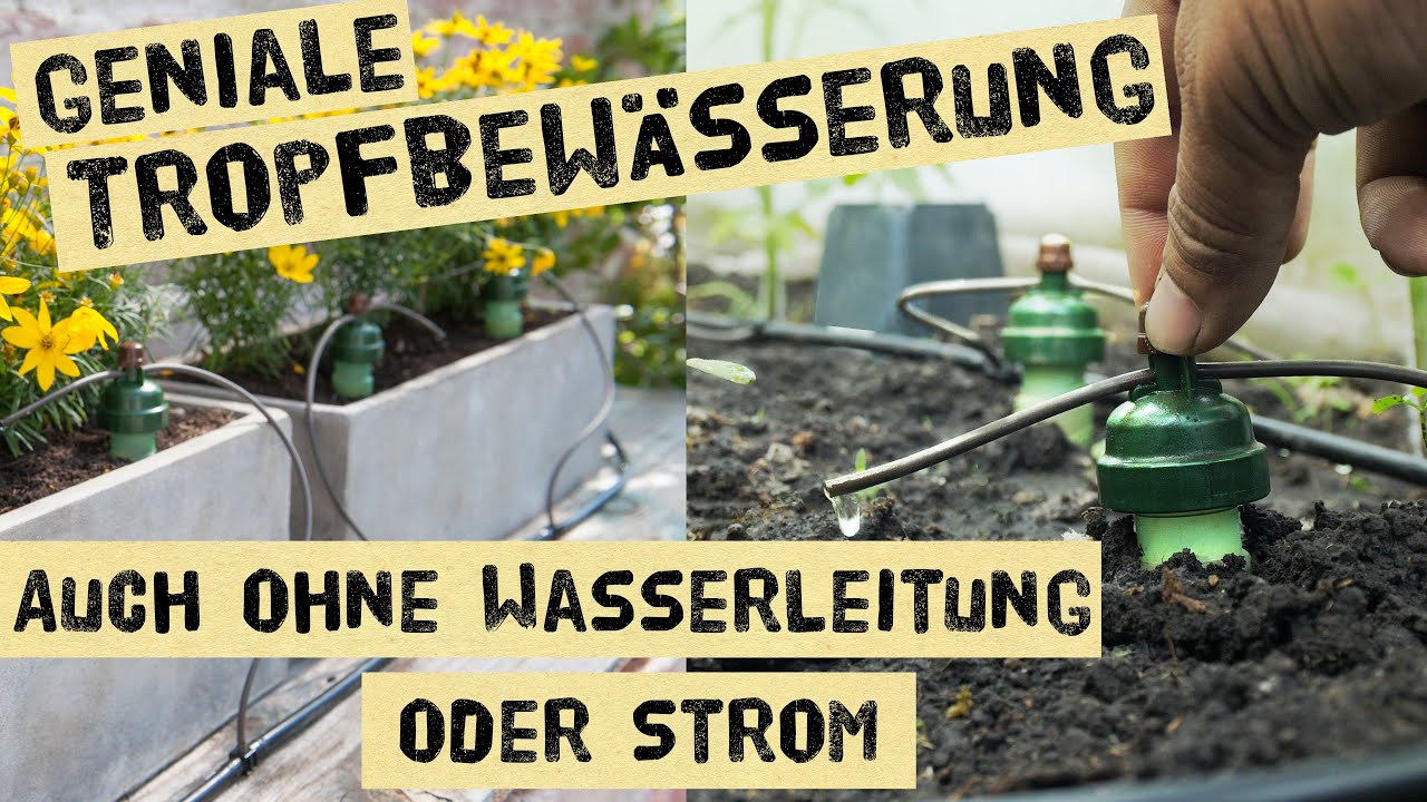Automatische Gartenbewässerung ohne Frischwasseranschluss und Strom - Wasser sparen im Gemüsegarten