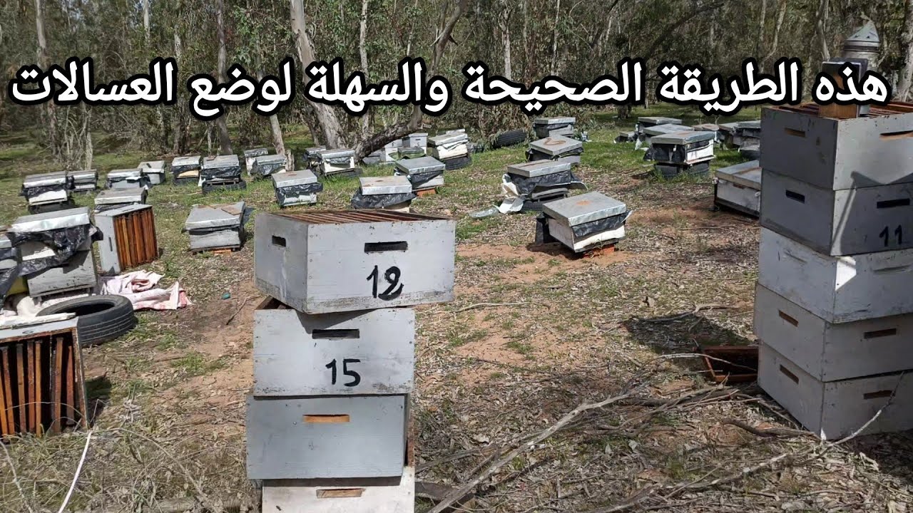أفضل طريقة إحترافية لوضع العسالات