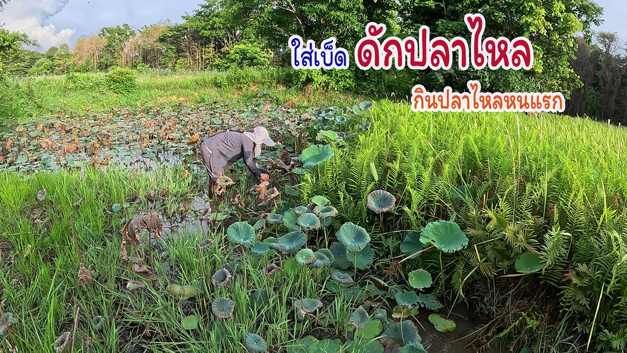กินปลาไหลครั้งแรกในชีวิต พาแม่บ้านหาปลาไหลใส่เบ็ดนอนนากินข้าวทุ่ง