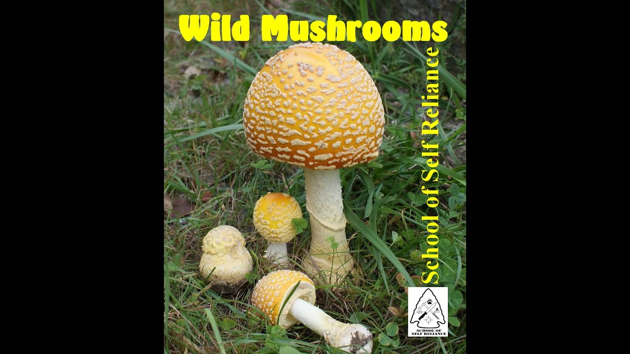 Survival Tip: Wild Mushrooms
