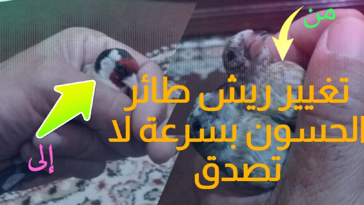 طريقة سريعة ليغيار ريش الحسون 2021 💯💯🏛🏛👑👑