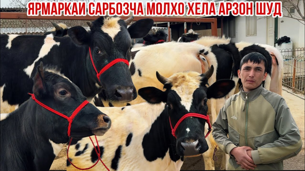Хайрои қабул шавад Сарбозча гуночинои ферма арзон ярмарка 14 марта 2026 г.
