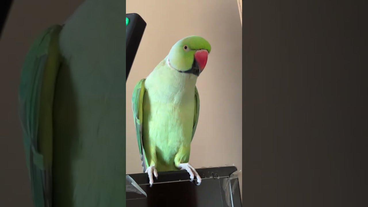 Literally Sitting on the TV! 📺 #funny #funnyvideos #funnyvideo #funnyanimals #talkingparrot #parrot 