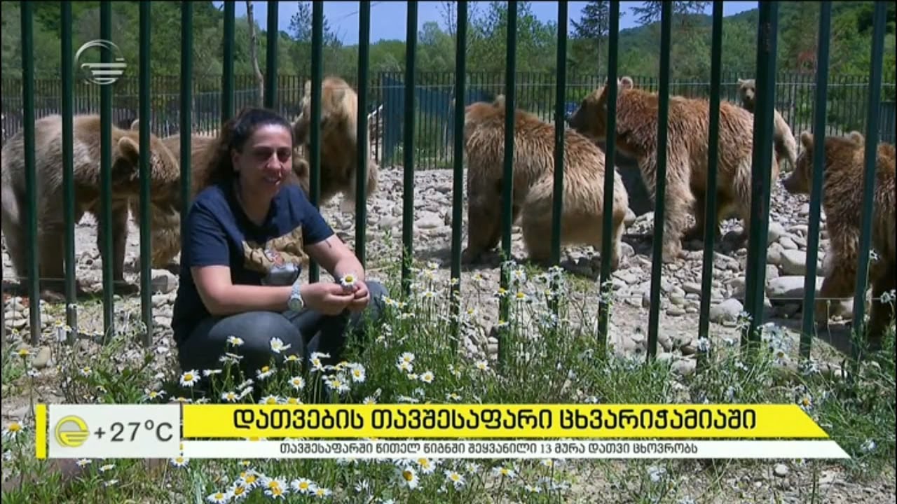 დათვების თავშესაფარი ცხვარიჭამიაში