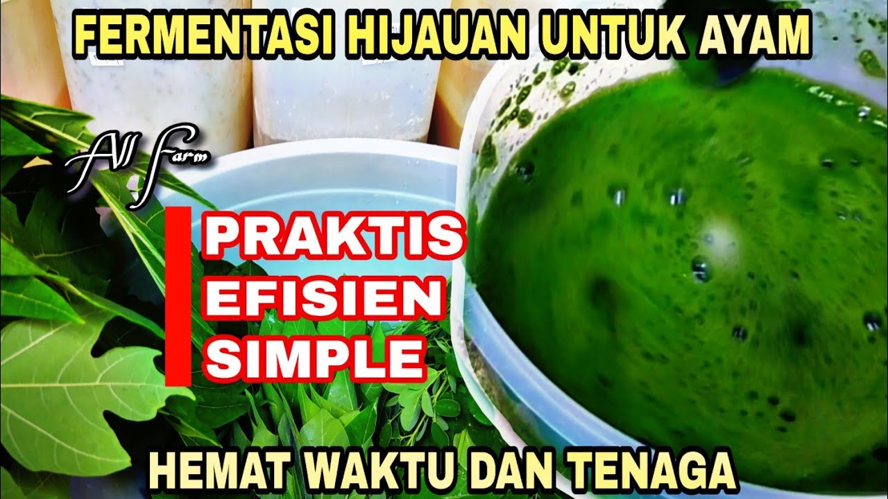 Cara Fermentasi Hijauan untuk Ayam Hasil Maksimal