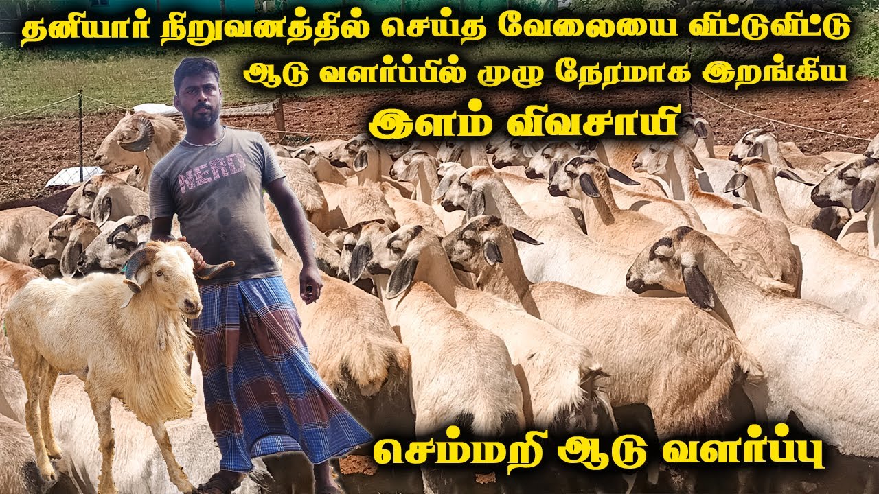 செம்மறி ஆடுகள் வளர்ப்பில் ஈடுபட்டு வரும் இளம் விவசாயியின் ஆடு வளர்ப்பு முறை | Semmari aadu valarpu