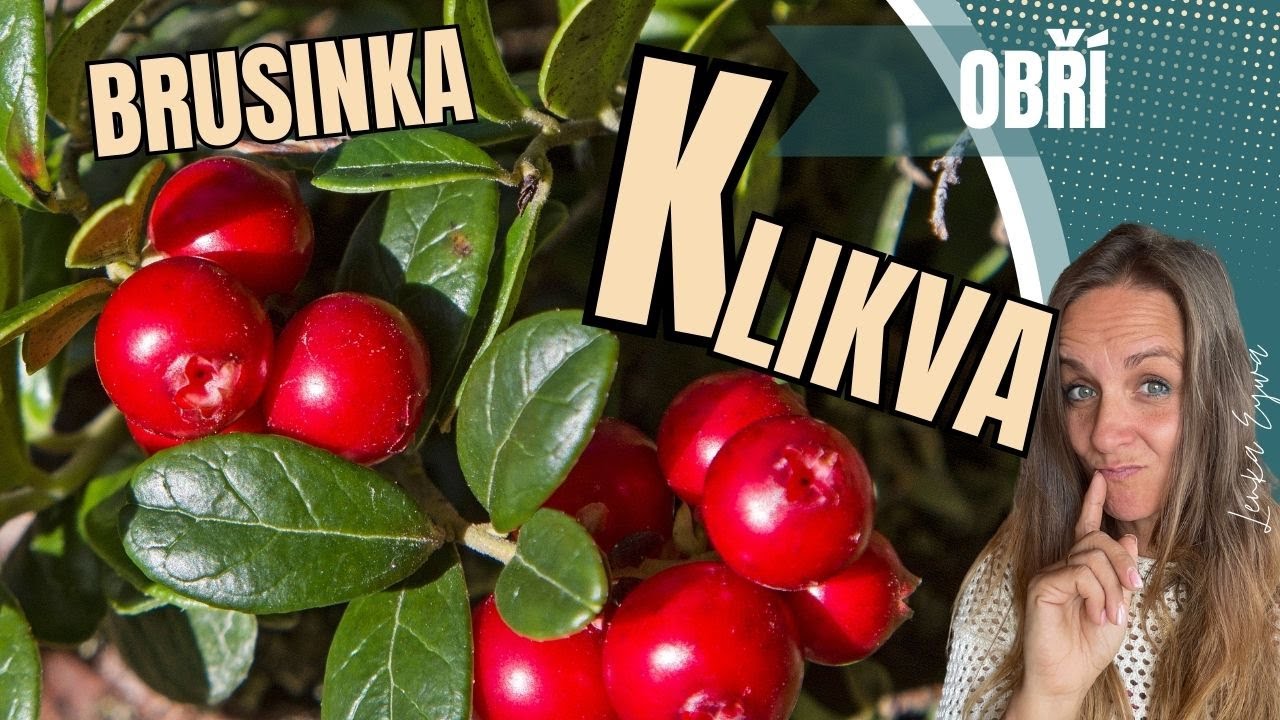 Klikva - obří brusinka